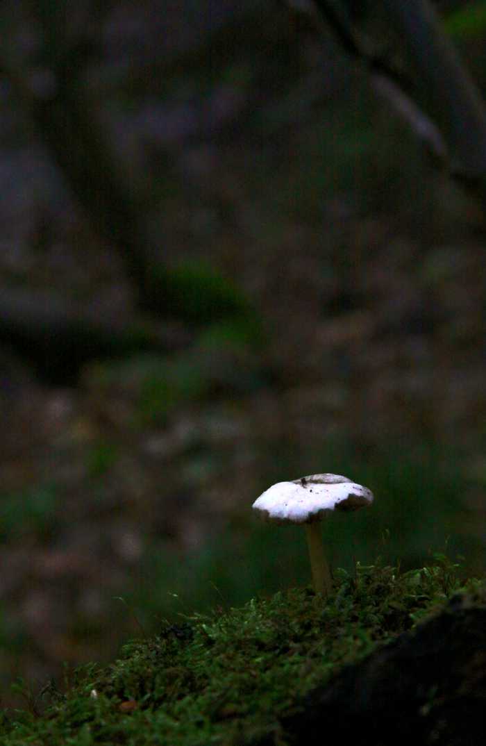 Skåne 2015-09-19 (22266047425)