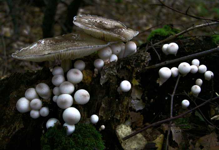 Skåne 2015-09-19 (22122731539)